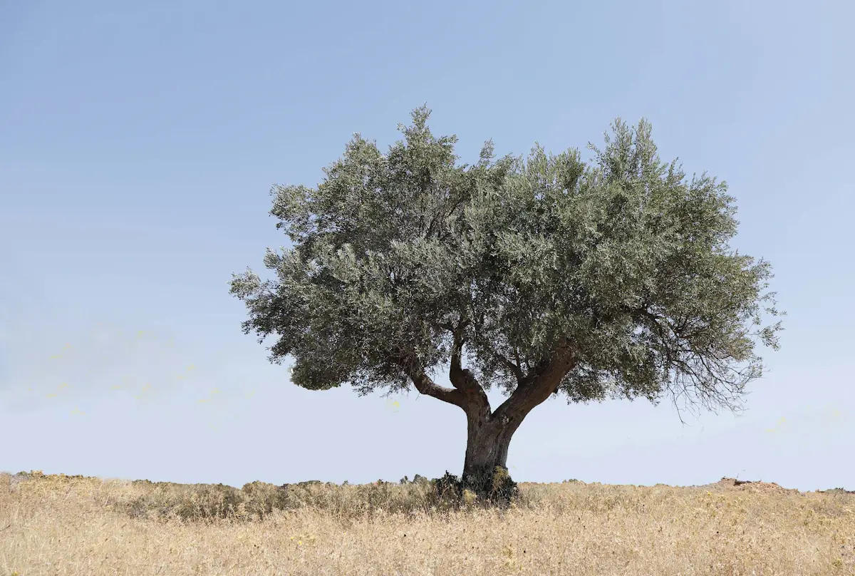 Olive-grove walks