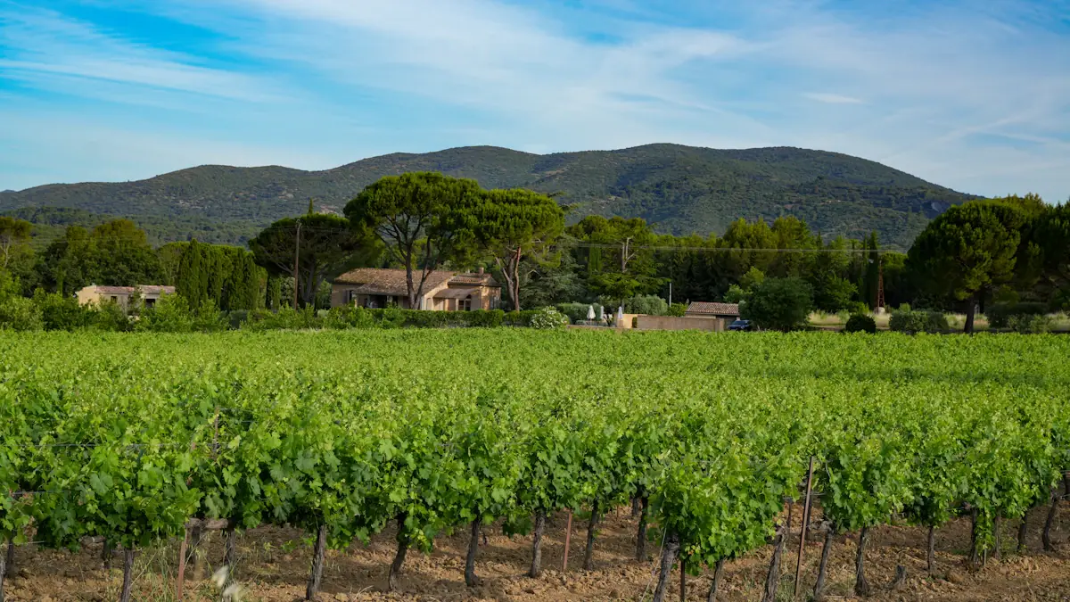 Vineyards