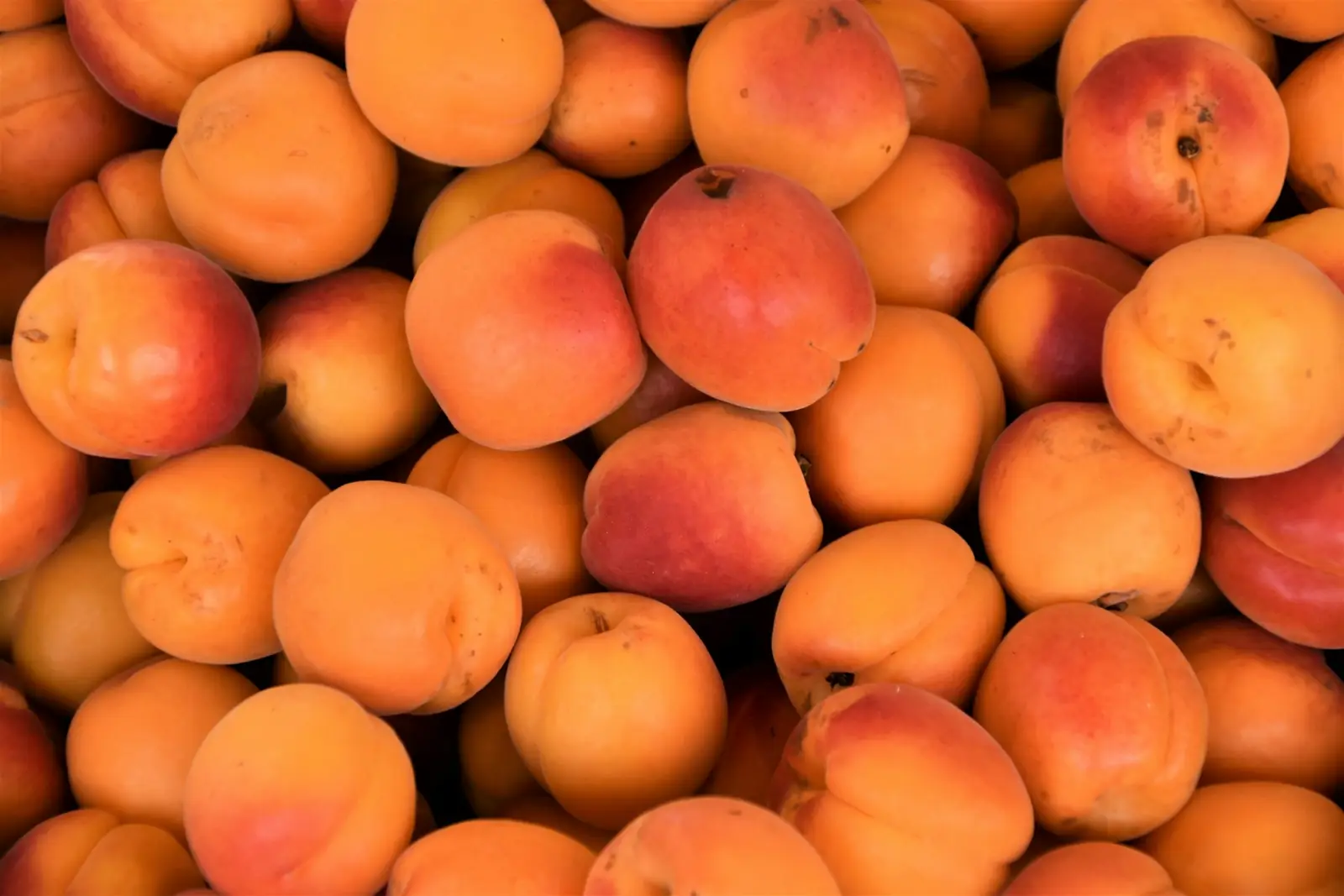 A crate of ripe apricots from the Durance valley