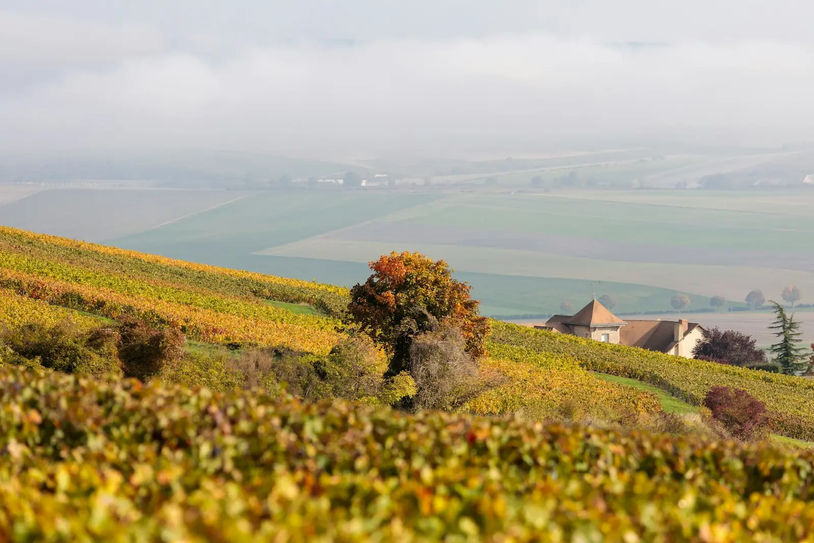 Autumn vineyards turning gold across rolling hills