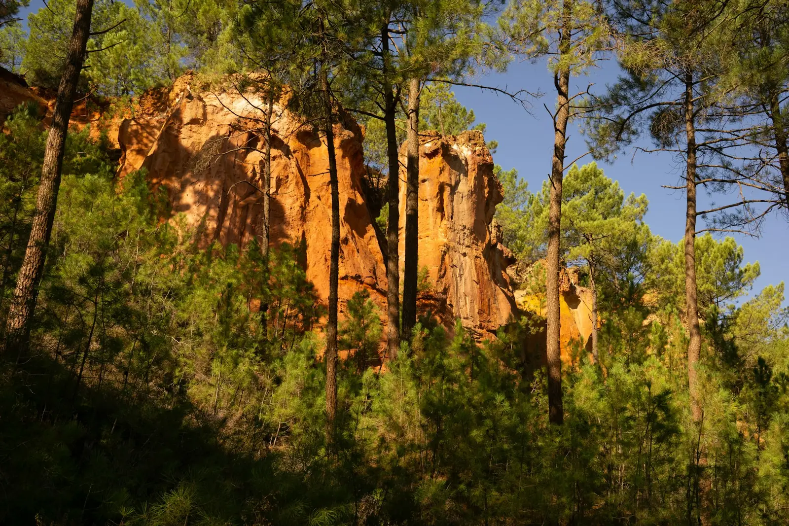 Ochre cliffs glowing orange among pine trees near Roussillon