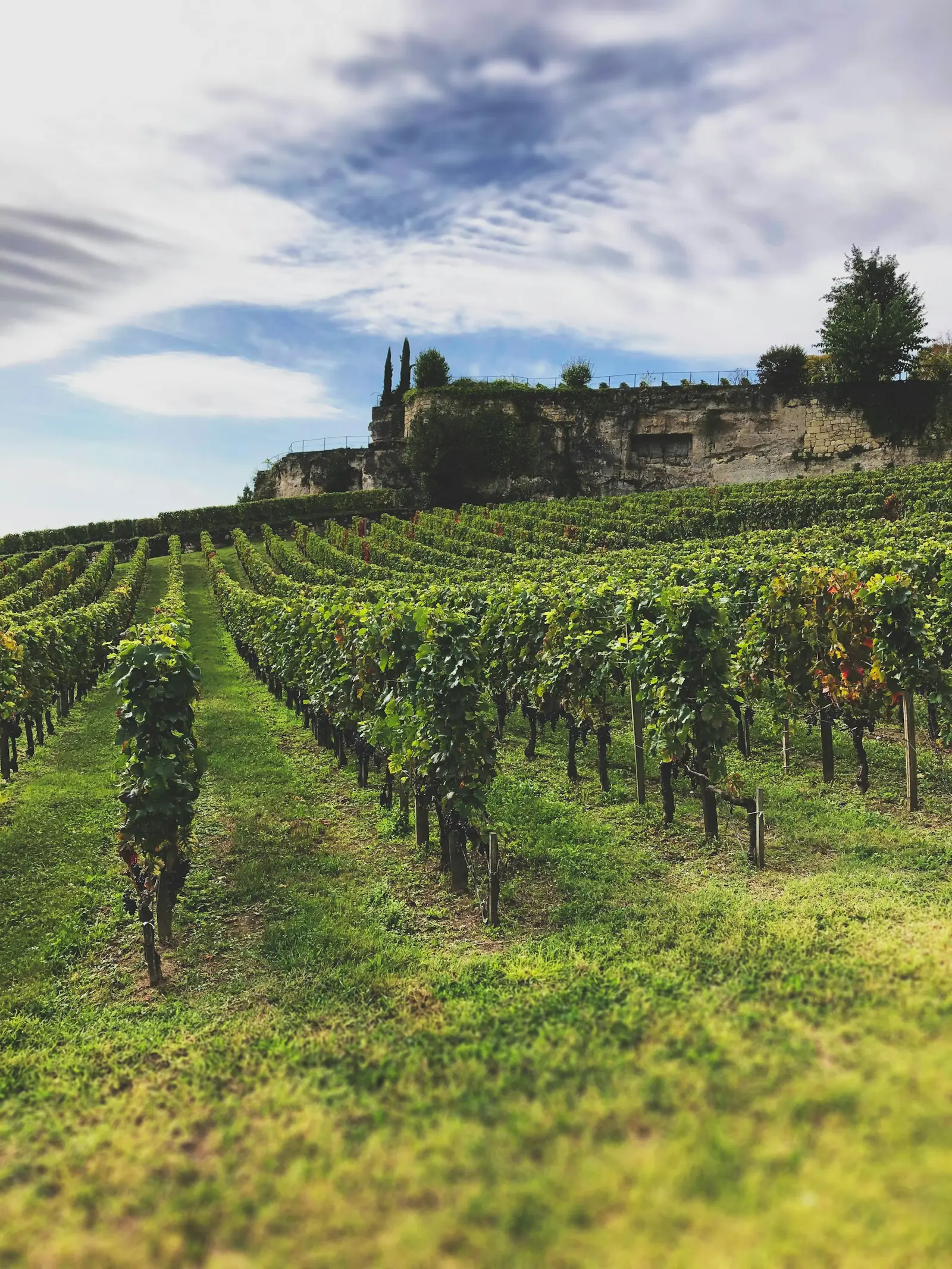 Rows of vines climbing towards a limestone château