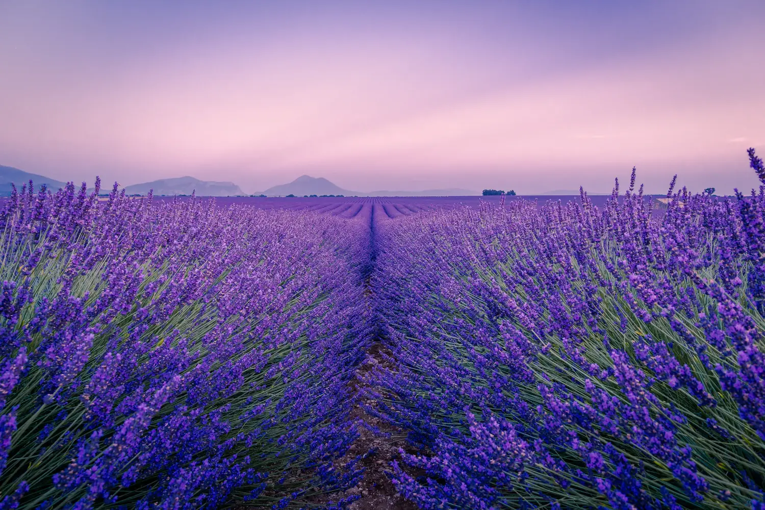 Lavender plateau